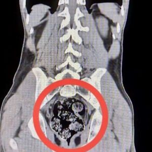 karsta operasyon iranli kuryenin makatindan uyusturucu cikti J4tFPzLC