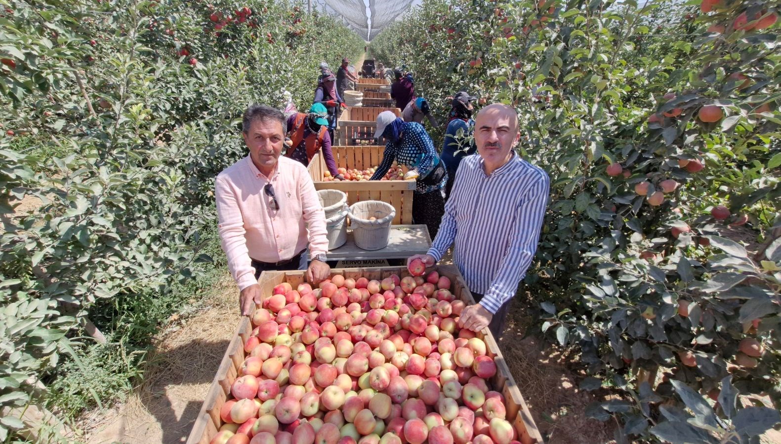 karamanda zirai don etkisi elma hasadi buruk basladi PScJ76AU