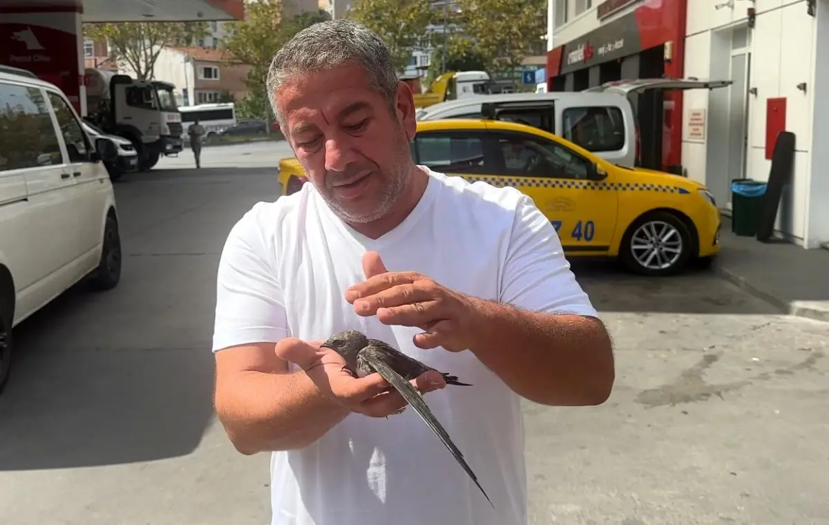 taksici bitkin kusu kurtardi 5QIjyKUD