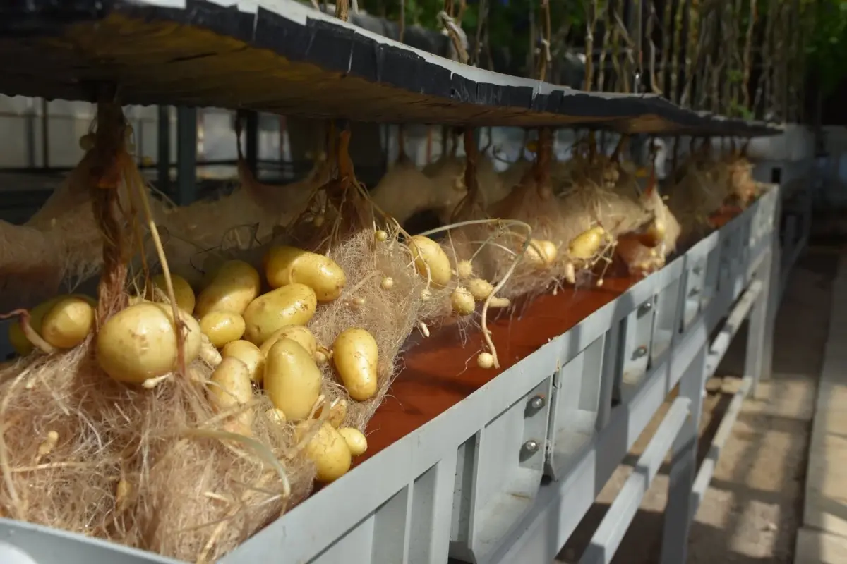 nigde patates arastirma enstitusunden yerli patates uretiminde basari 9cgd7BMy.jpg