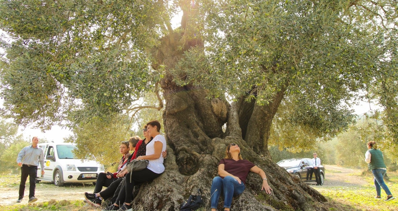 zeytin cenneti tedirgin bENnhHyC.jpg